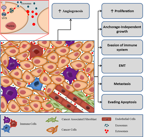 Exosomes in tumor microenvironment; EVs in tumor microenvironment